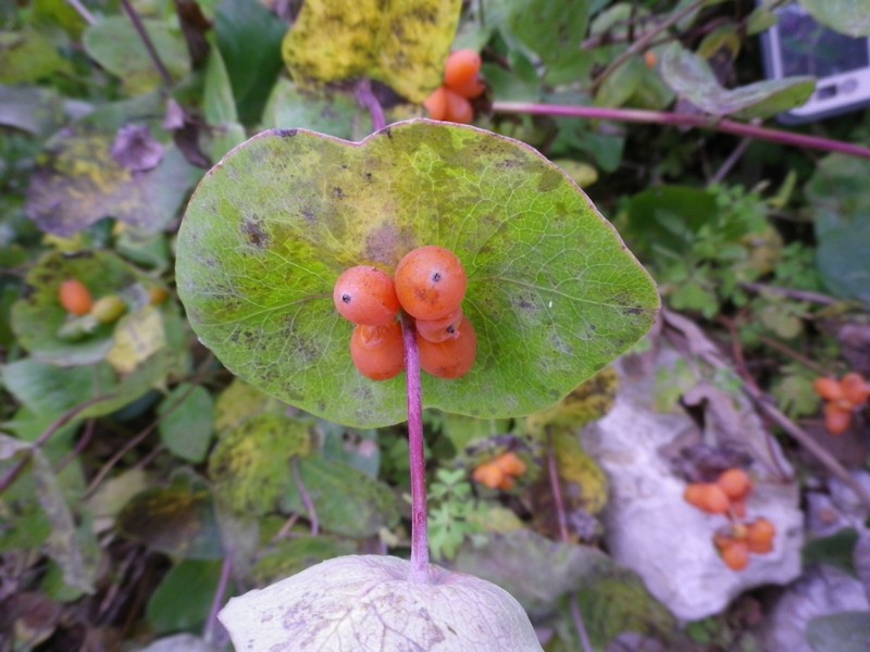 Lonicera implexa / Caprifoglio mediterraneo
